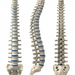 Anatomía de la columna vertebral