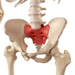 Dolor en el Coxis o Coccix (hueso coccígeo)