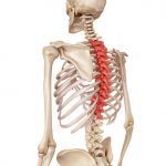 Las raíces nerviosas de la columna dorsal