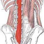 Musculatura paravertebral lumbar
